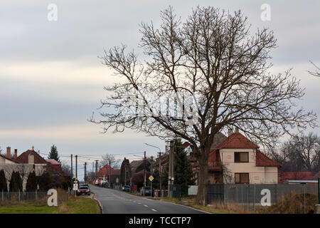 Albero di grandi dimensioni nella parte anteriore del villaggio Hradok a nord di Piestany, Slovacchia Foto Stock