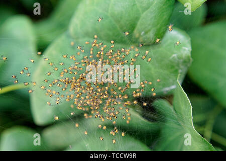 Macro shot di baby giardino europeo ragni in un vivaio web orb, Vancouver, BC, Canada Foto Stock