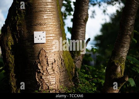 Regno Unito presa di alimentazione in una struttura ad albero. Concetto Ecologico, che simboleggiano le fonti di energia verde, bio energy Foto Stock