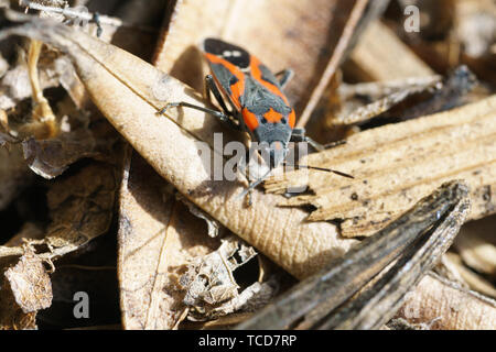 Bug boxelder beetle Foto Stock