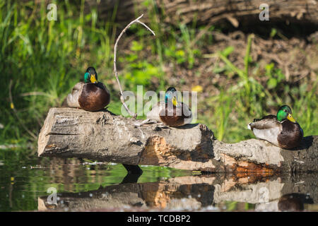 Tre Mallard duck i draghetti in appoggio su di un registro Foto Stock