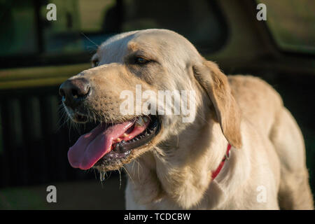Giallo Labrador retriever ansimando pesantemente. Foto Stock