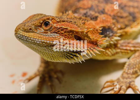 Ritratto foto macro di una femmina di drago barbuto Foto Stock