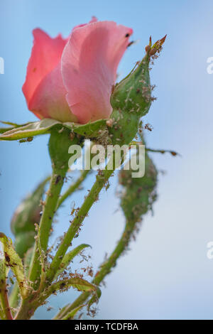 Lucido-rosa rosa è coperto con greenfly, foto macro Foto Stock