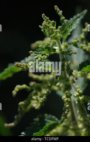 Ortica macro contro uno sfondo scuro in una giornata di sole Foto Stock