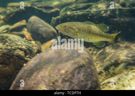 Smallmouth underwater Foto Stock