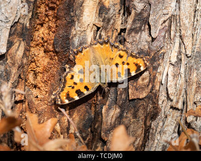 Un adulto grande tartaruga butterfly (Nymphalis polychloros) seduto su una struttura ad albero Foto Stock