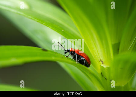 Scarlet lily beetle (Lilioceris lilii, famiglia Chrysomelidae) seduto su una foglia verde Foto Stock