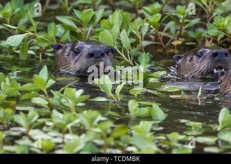 La lontra di fiume popping testa fuori dall'acqua. Foto Stock