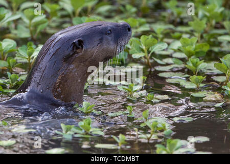 La lontra di fiume popping testa fuori dall'acqua. Foto Stock