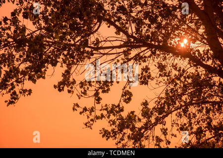 Luce solare proveniente attraverso l'albero canopy. Foto Stock