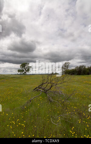 Vista del ramo secco di albero sdraiato sul prato verde con fiori gialli sotto il cielo nuvoloso con alberi sullo sfondo Foto Stock