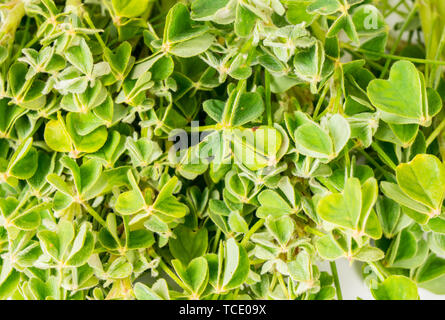 Organici erbe commestibili Verde foglie di oca Oxalis tuberosa close up Foto Stock
