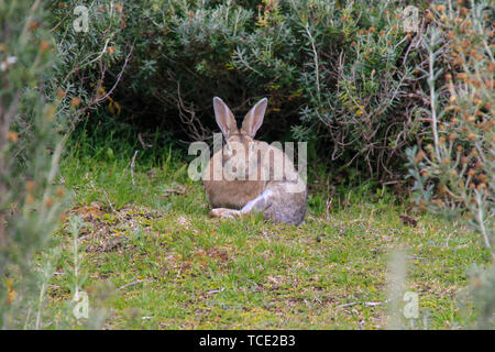 Ritratto di un coniglio europeo (oryctolagus cuniculus), Tierra del Fuego National Park, Patagonia, Argentina Foto Stock