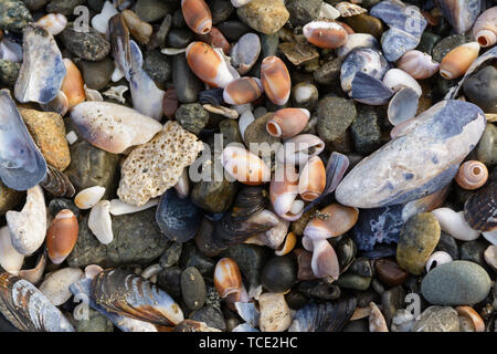 Un grande mix di diverse conchiglie di mare e rocce sulla riva di una spiaggia. Cozze Lumache, Foto Stock