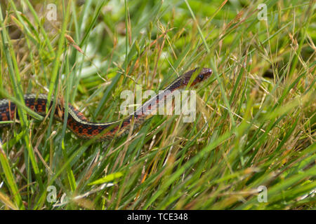 Un garter snake arriva attraverso l'erba verde. Snake è pieno di colore con macchie rosse. Foschia sopra gli occhi. Foto Stock