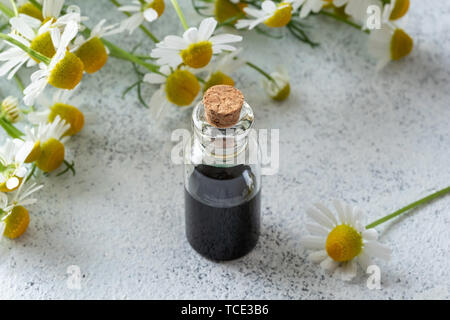 Una bottiglia di colore blu scuro tedesco camomilla olio essenziale e fiori freschi su uno sfondo luminoso Foto Stock