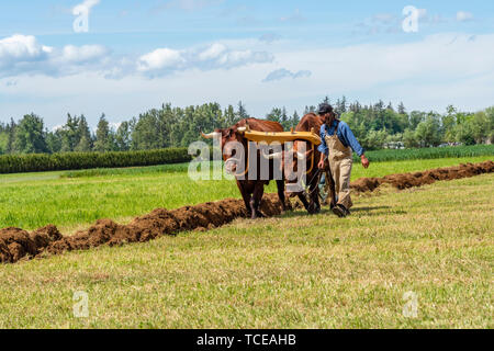 Team di buoi tirando un aratro internazionale in corrispondenza di aratura. 2019 International Match di aratura. Parco Berthusen, Lynden, Washington Foto Stock