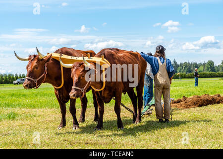 Team di buoi tirando un aratro internazionale in corrispondenza di aratura. 2019 International Match di aratura. Parco Berthusen, Lynden, Washington Foto Stock