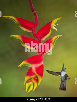 Un maschio bianco-panciuto Mountain-gem Hummingbird, Lampornis hemileucus, approcci di una aragosta tropicale Heliconia artiglio per alimentare in Costa Rica. Foto Stock