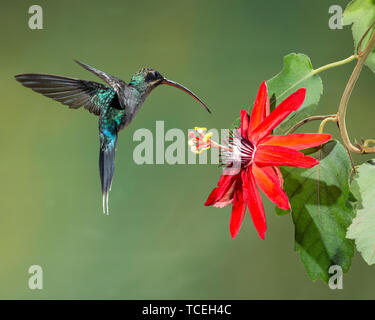 Un eremita verde Hummingbird - Phaethornis guy - vola da un fiore della passione blossom in Costa Rica. Foto Stock