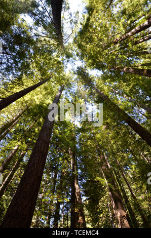 Guardando il cielo dalla terra Foresta di Redwood Foto Stock