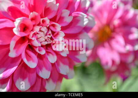 Fioritura di colore rosa e bianco Fiore Dahlia Foto Stock