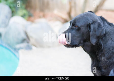 Femmina nera labrador cane leccamento delle labbra Foto Stock