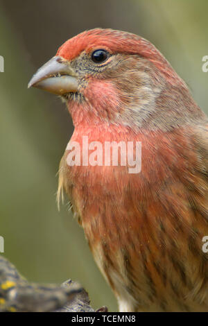 Close-up shot di stupefacente casa maschio finch seduto sul ramo di albero su sfondo sfocato Foto Stock