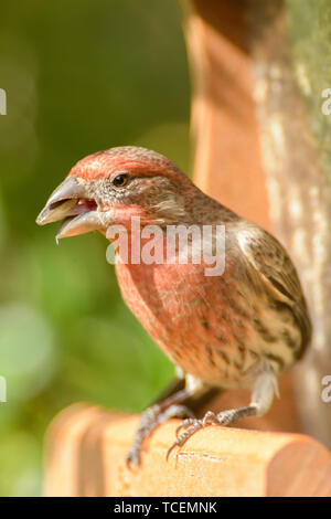 Close-up shot di carino casa maschio finch azienda sementi nel becco seduto su sfondo sfocato Foto Stock