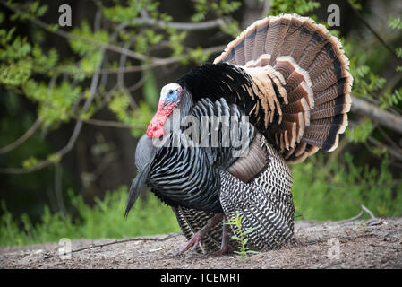 Maschi selvatici turchia strutting piume per le femmine Foto Stock