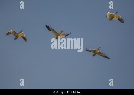 Da sotto il colpo di battenti gregge di migrare le oche delle nevi sotto il cielo blu Foto Stock