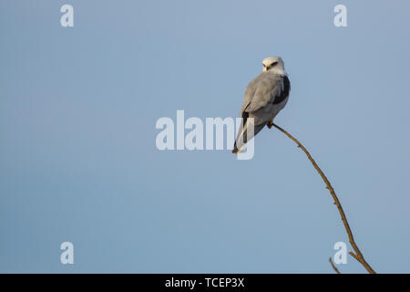 Un white tailed kite in appoggio su un arto. Foto Stock