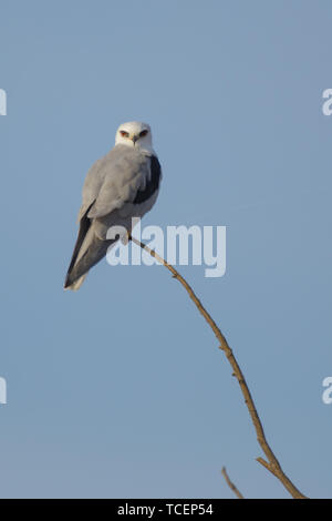 Un white tailed kite in appoggio su un arto. Foto Stock