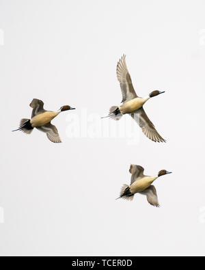 Da sotto tiro dei tre fantastici Oche del Canada diffondendo le ali e volare sullo sfondo della luce cielo grigio Foto Stock