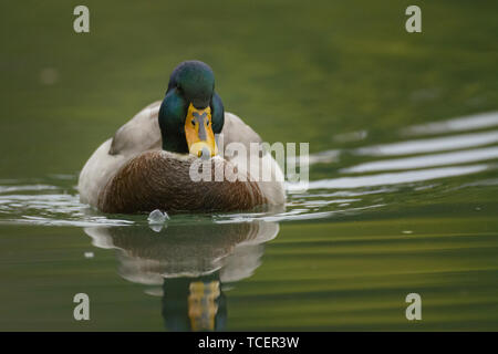 Il Germano Reale maschio con verde scuro testa e torace marrone con corpo grigio e becco giallo a nuotare in acqua e lasciando ripple sulla sfondo sfocato Foto Stock