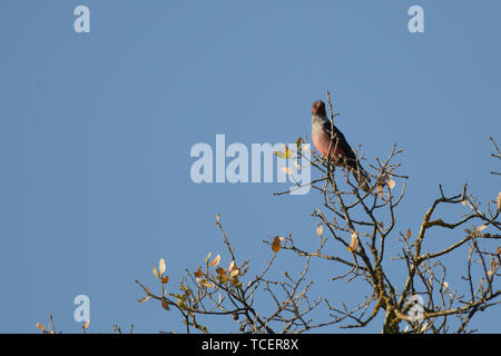 Vista ravvicinata del bianco e nero lo sfarfallio con petto rosa seduta su albero su sfondo blu del cielo chiaro Foto Stock