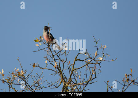 Vista ravvicinata del bianco e nero lo sfarfallio con petto rosa appollaiate su albero su sfondo blu del cielo chiaro Foto Stock