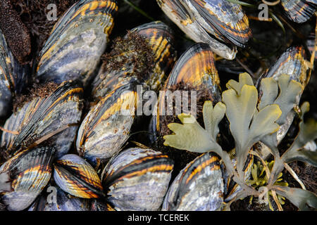 Close-up da sopra il colpo di shiny wet cozze crescere selvaggiamente su pietra con piante Foto Stock