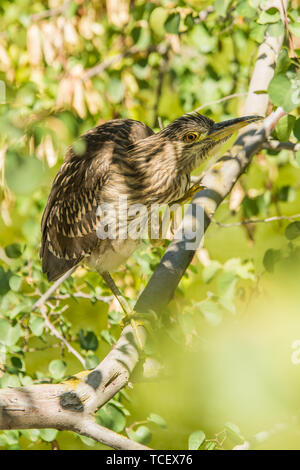 Close-up shot di marrone tarabuso uccello con becco lungo il ramo di albero verde in estate Foto Stock