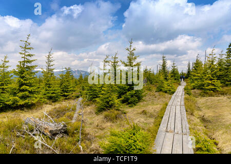 Torbiera in Krkonose parco nazionale di Repubblica Ceca Foto Stock