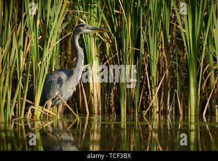 Un airone blu guadare in acque basse e alte canne. Foto Stock