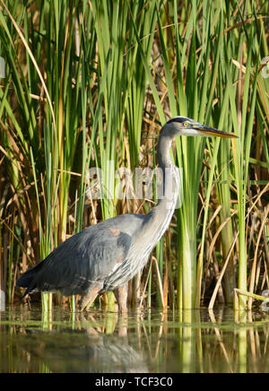 Un airone blu guadare in acque basse e alte canne. Foto Stock