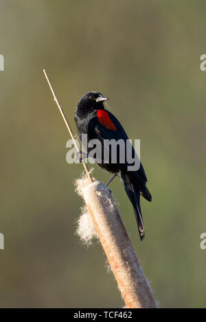 Closeup colpo di piccolo singolo rosso-winged blackbird seduto su tifa in presenza di luce solare Foto Stock