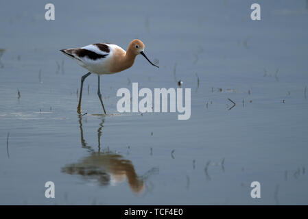 Vista laterale di avocetta in piedi nel lago poco profondo con la riflessione sulla superficie Foto Stock