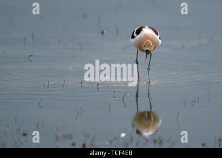 Stilt walking in blu ancora fiume con un po' di sedge uscente e in cerca di cibo Foto Stock