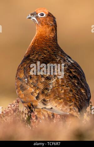 Red Grouse (Lagopus lagopus scotica) nella brughiera, Highlands, Scotland, Regno Unito, Europa Foto Stock