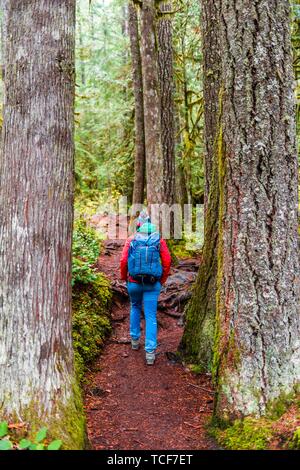 Escursionista su un sentiero nella foresta pluviale tra fitti tronchi di albero Mount Baker-Snoqualmie Foresta Nazionale, Washington, USA, America del Nord Foto Stock