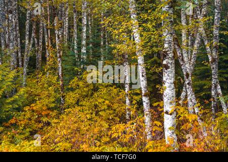 In autunno le boccole colorate nella foresta di betulla, foresta pluviale temperata, Mt. Baker-Snoqualmie Foresta Nazionale, Washington, USA, America del Nord Foto Stock