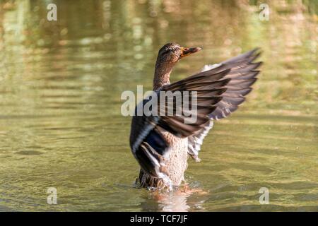 Femmina di germano reale (Anas platyrhynchos) in acqua, sbattimenti ali, Alaksen National Wildlife Area, British Columbia, Canada, America del Nord Foto Stock